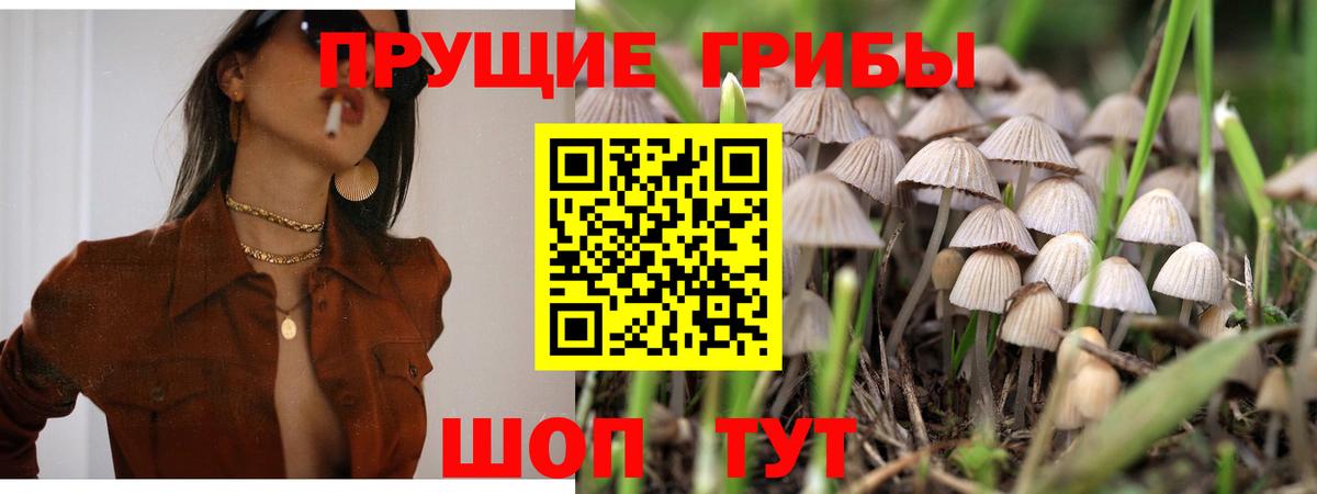 Псилоцибиновые грибы мицелий Котовск